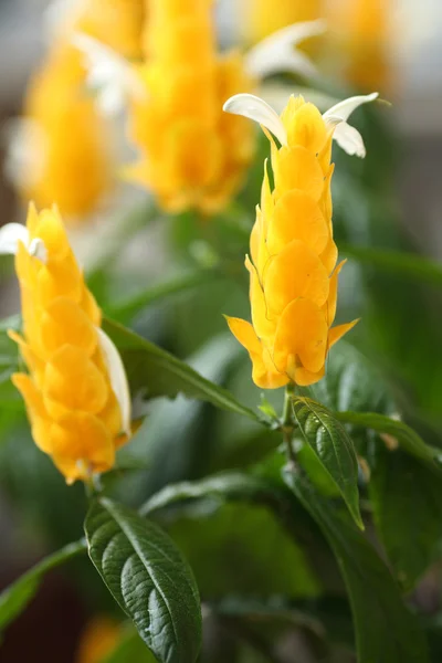 Pachystachys lutea — Zdjęcie stockowe