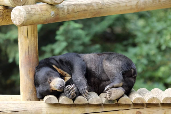 Orso sole, Helarctos malayanus — Foto Stock