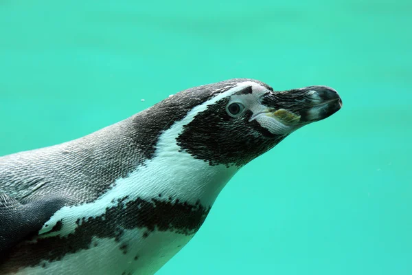 Humboldt-pinguïn, spheniscus humboldti — Stockfoto