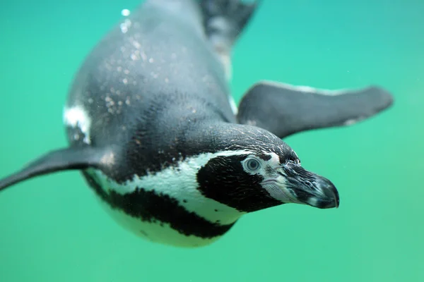 Humboldt-Pinguin, spheniscus humboldti — Stockfoto