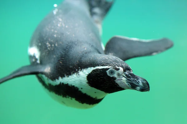 Humboldt-pinguïn, spheniscus humboldti — Stockfoto