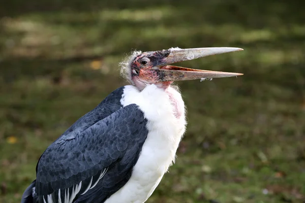 Marabou cegonha, leptoptilos crumeniferus — Fotografia de Stock