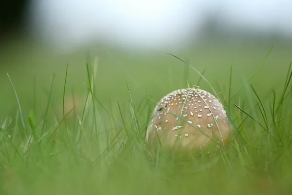 Мухомор rubescens — стокове фото