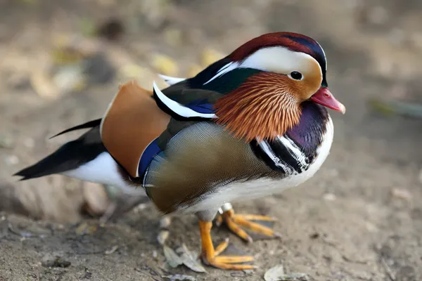 Mandarin Duck, Aix galericulata — Stock Photo, Image