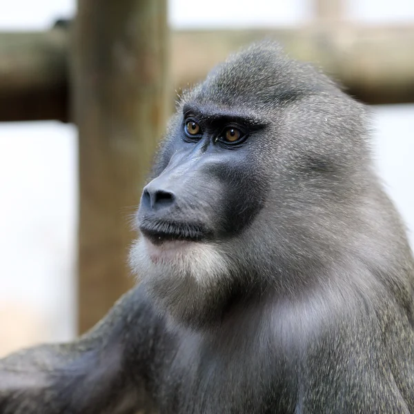 Broca, Mandrillus leucophaeus — Fotografia de Stock