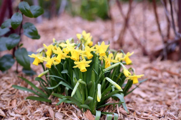 Jonquil, Narcissus jonquilla — Stockfoto