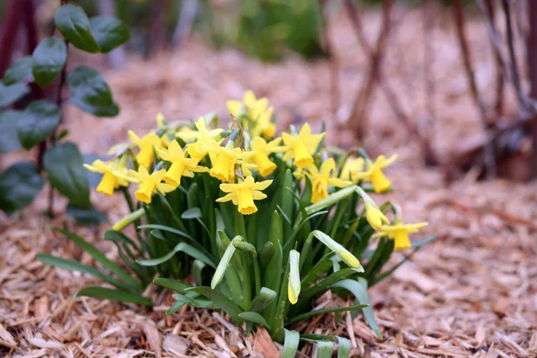 Jonquille, narcissus jonquilla — Stockfoto