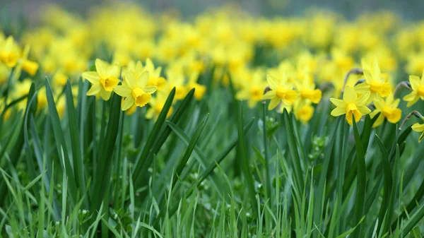 Jonquille, narcissus jonquilla — Stockfoto