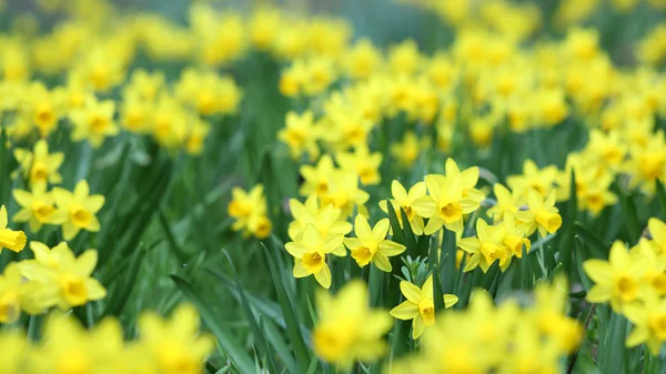 Jonquil, Narcissus jonquilla — Stockfoto