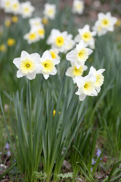 Narciso — Foto de Stock