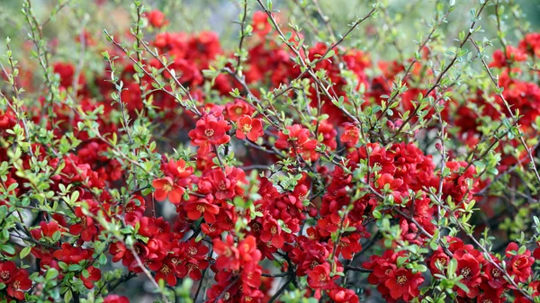 Quince japonés — Foto de Stock