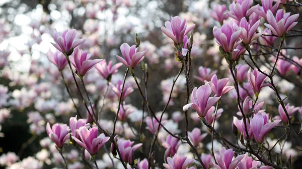 Magnolia soulangeana —  Fotos de Stock