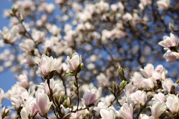 Magnolia soulangeana — Stockfoto