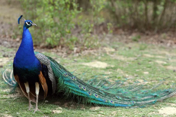 Indischer Pfauenauge, pavo cristatus — Stockfoto