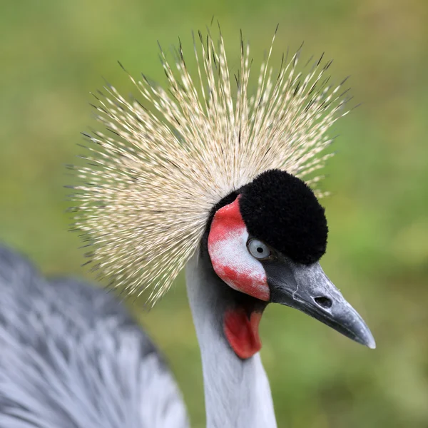 Grey crowned crane, Balearica regulorum — Stock Photo, Image
