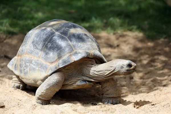 Żółw olbrzymi, aldabrachelys gigantea — Zdjęcie stockowe