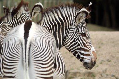 Zebra