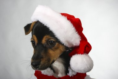 köpek yavrusu gözler