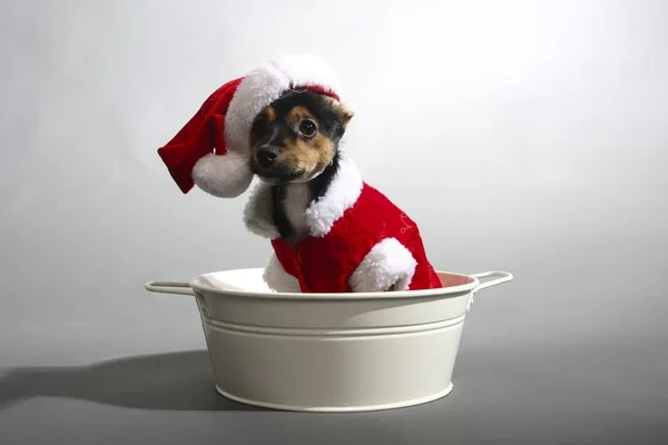 Xmas puppy — Stock Photo, Image