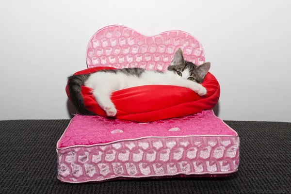 Kitten resting on a toy bed — Stock Photo, Image