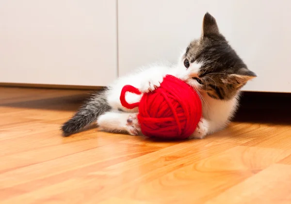 Gatinho jogando — Fotografia de Stock