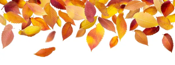 全景秋天的树叶 — 图库照片