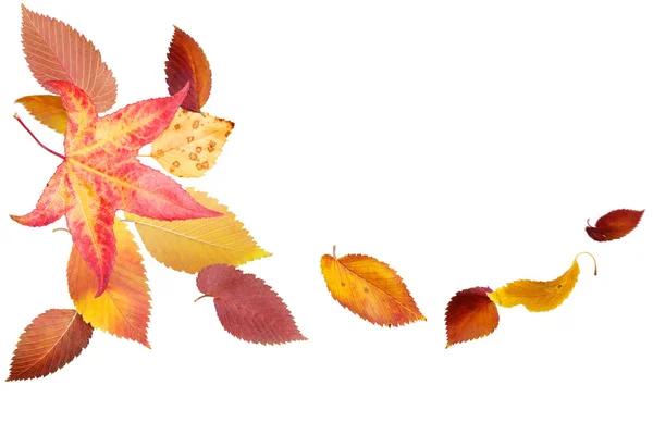 Autumn Leaves — Stock Photo, Image