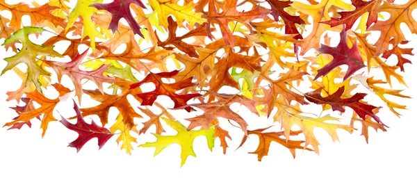 Falling Autumn Leaves — Stock Photo, Image