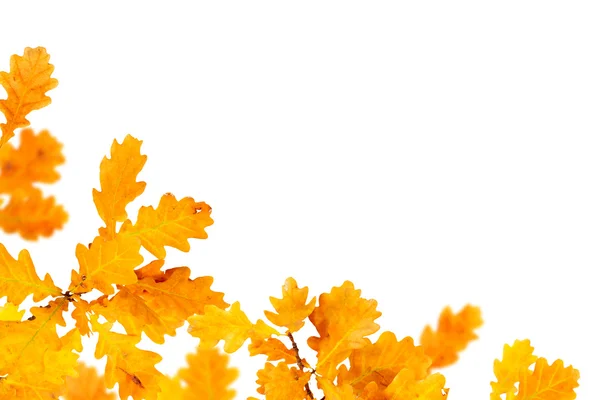 Folhas de carvalho de outono — Fotografia de Stock
