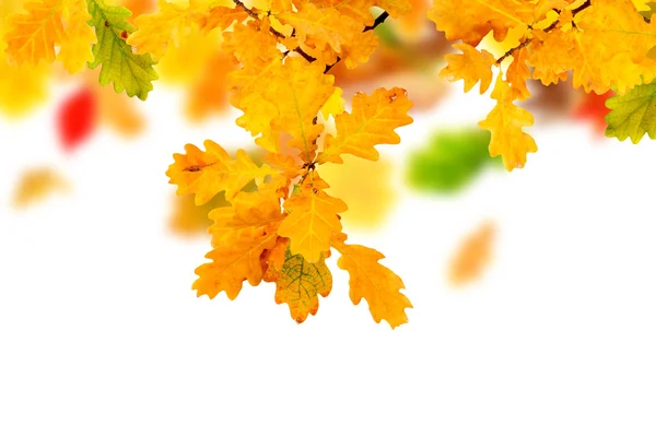 Autumn Oak Leaves — Stock Photo, Image
