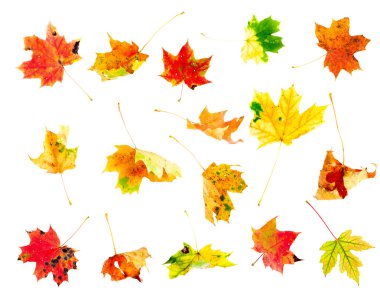 collection sonbahar akçaağaç yaprakları