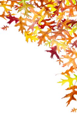 sonbahar yeşillik çerçeve