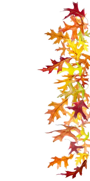 Frontiera delle foglie cadenti — Foto Stock