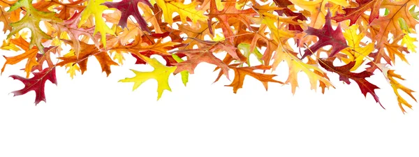 Hojas panorámicas de otoño —  Fotos de Stock