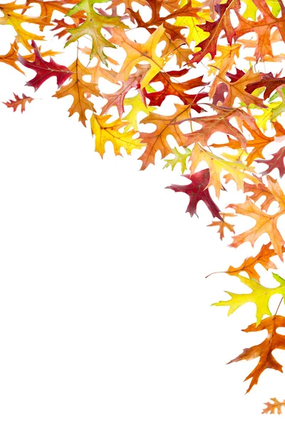 Cornice fogliame autunno — Foto Stock