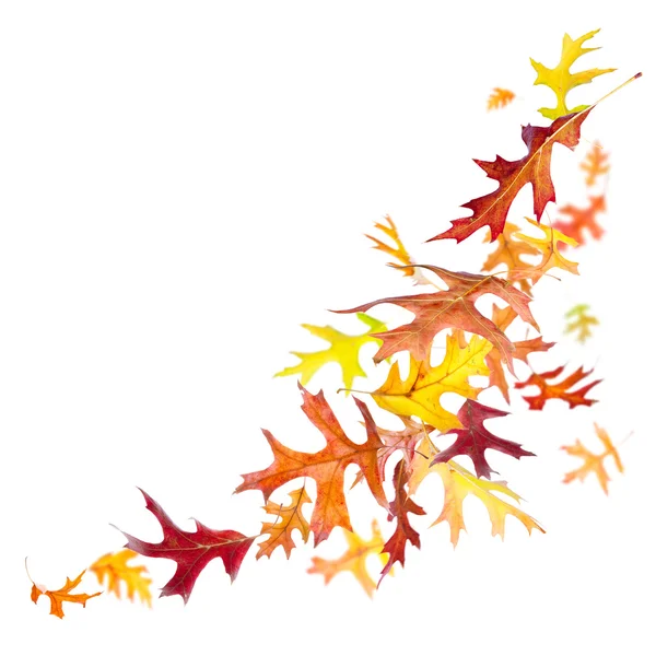 Falling Autumn Leaves — Stock Photo, Image