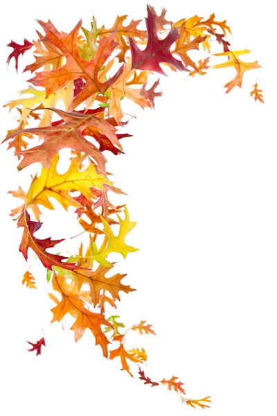 Autumn Leaves Swirl — Stock Photo, Image