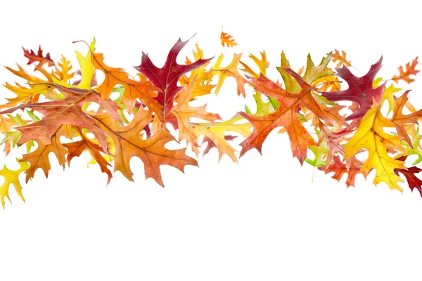 Latające liście jesieni — Zdjęcie stockowe