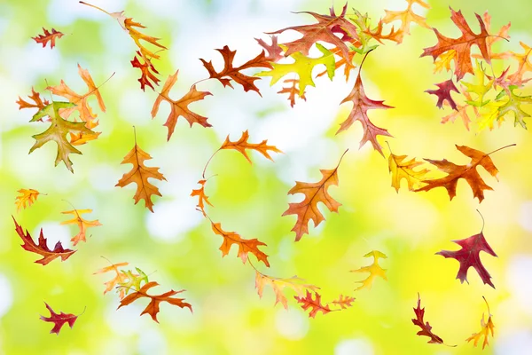 Autumn Foliage — Stock Photo, Image