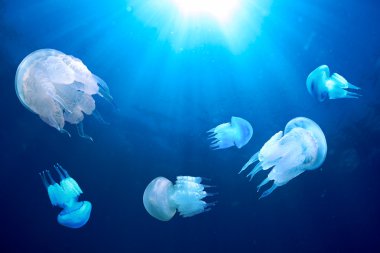 Jellyfishes