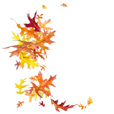 Sonbahar yaprakları dökülüyor.