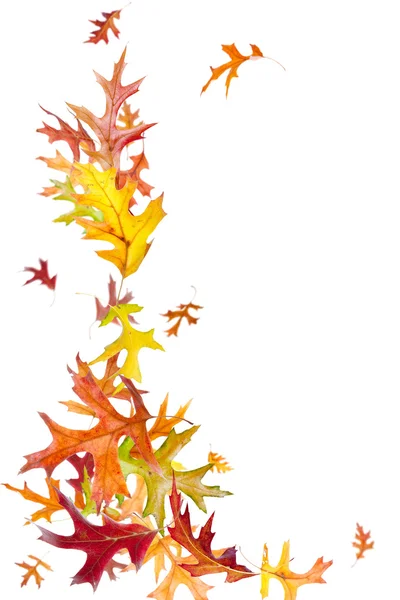 Летящие осенние листья — стоковое фото