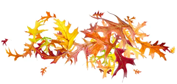 Fliegende Eichenblätter im Herbst — Stockfoto