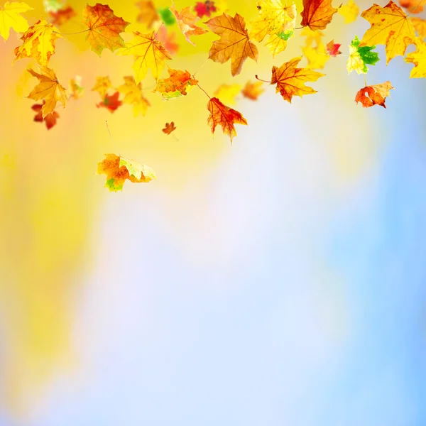 Falling Leaves — Stock Photo, Image