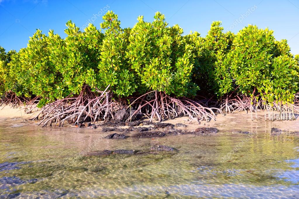 Mangrove plants Stock Photo by ©dibrova 35872949