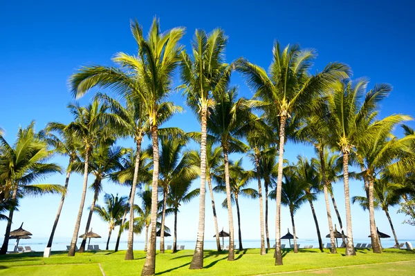 Palmbos — Stockfoto