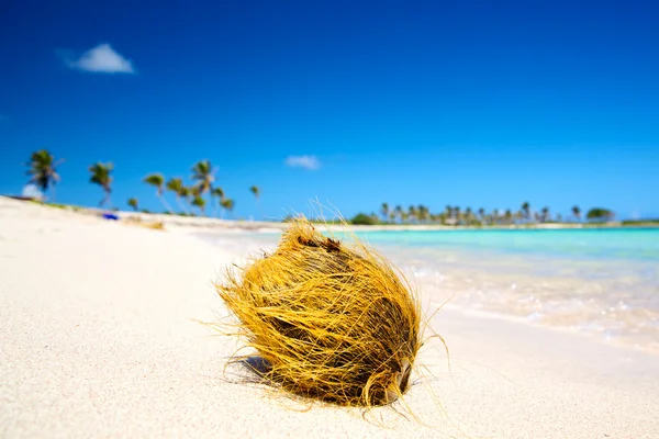 Coconut on the beach — Stock Photo, Image