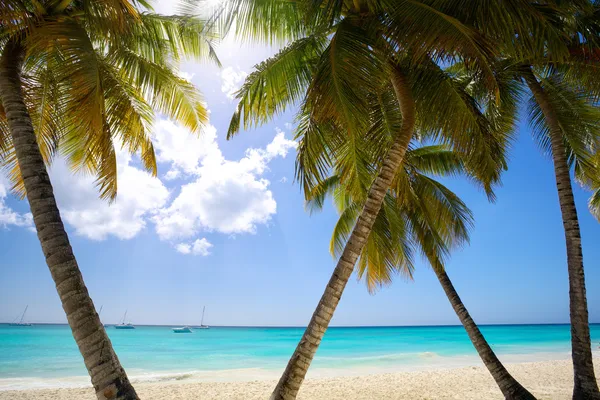 Praia do Caribe — Fotografia de Stock