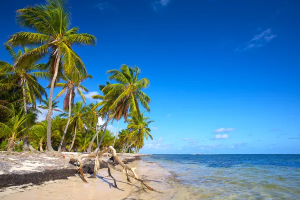 Spiaggia di palme incontaminata — Foto Stock