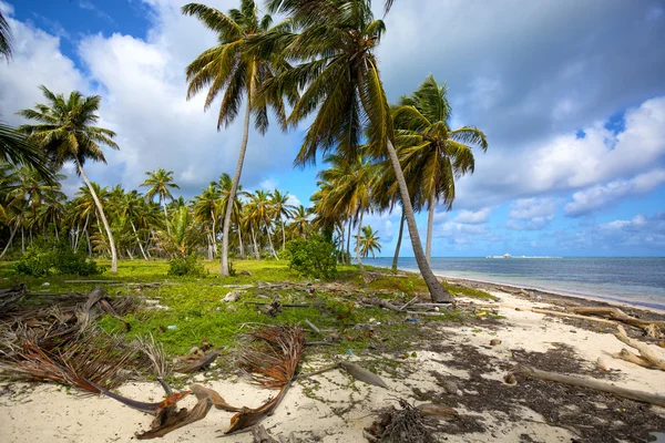 Unberührter Palmenstrand — Stockfoto